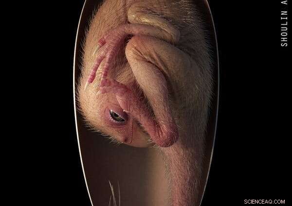 Fossilized Egg Reveals Evolutionary Link Between Birds and Dinosaurs