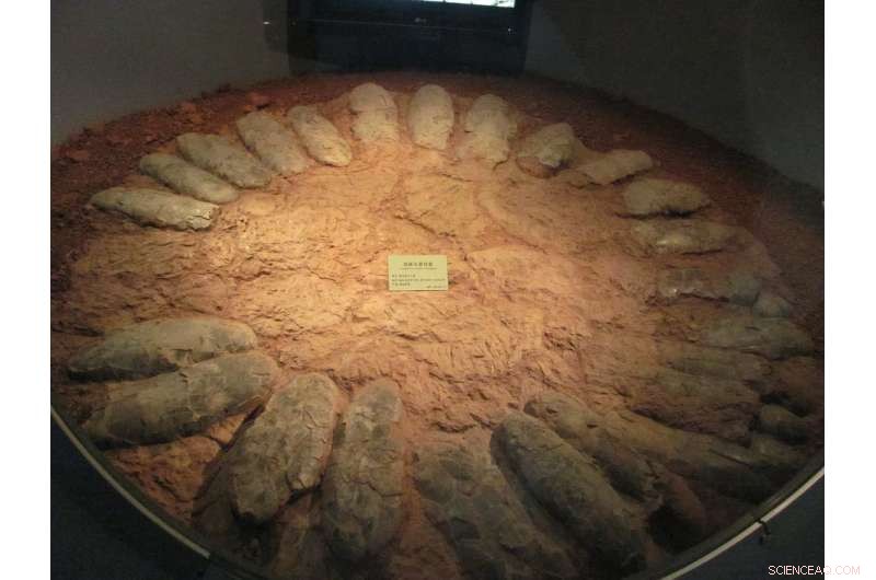 Fossilized Egg Reveals Evolutionary Link Between Birds and Dinosaurs