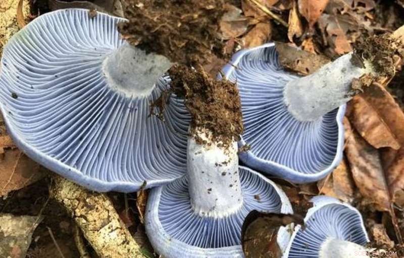 Blue Milk Cap Mushrooms: A Sustainable Solution for Reforestation and Climate Action