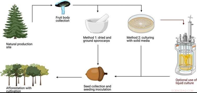 Blue Milk Cap Mushrooms: A Sustainable Solution for Reforestation and Climate Action