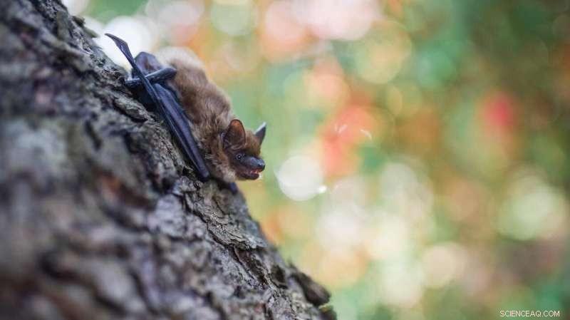 The Interconnectedness of Nature: How Animals Impact Human Lives