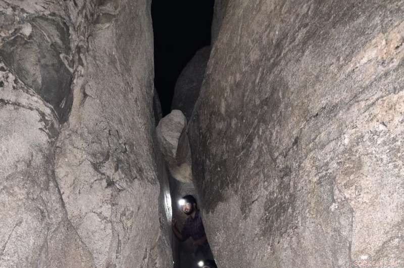 Urban Napping: How Rock Agamas Find the Perfect Resting Spots in Cities
