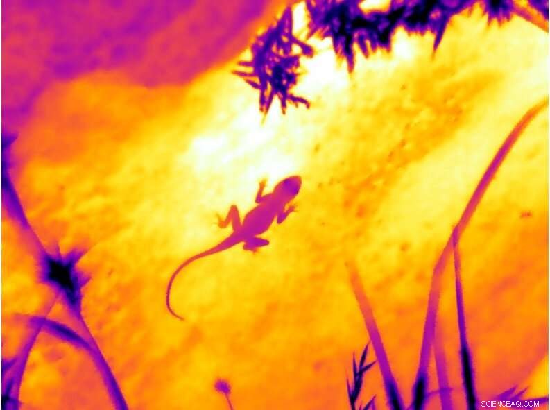 Urban Napping: How Rock Agamas Find the Perfect Resting Spots in Cities