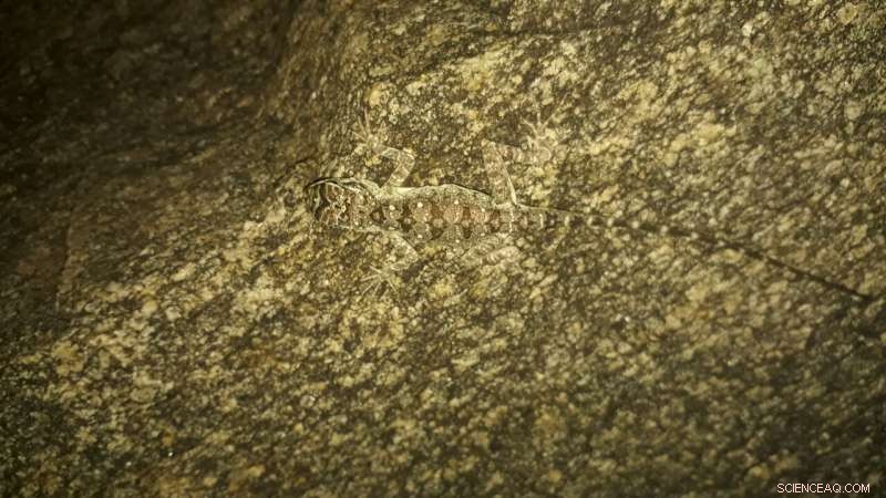 Urban Napping: How Rock Agamas Find the Perfect Resting Spots in Cities