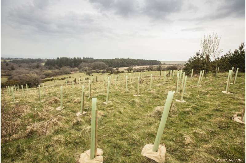 Temperate Rainforests: A Powerful Climate Change Solution?