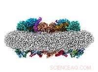 Cryo-EM Reveals Detailed Structure of Respiratory Protein Complex