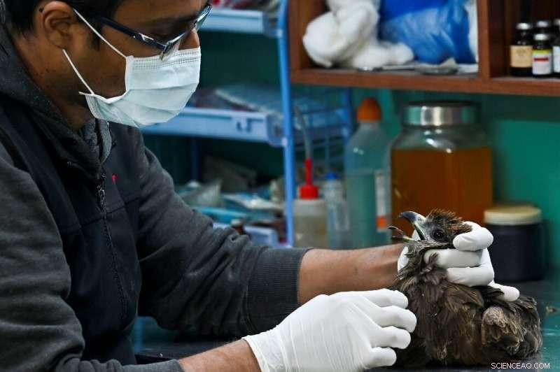 Wildlife Rescue: Brothers Saving India s Raptors