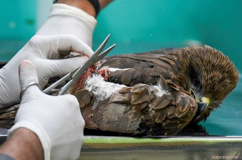 Wildlife Rescue: Brothers Saving India s Raptors