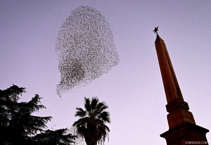 Rome s Starling Migration: A Fascinating Winter Spectacle