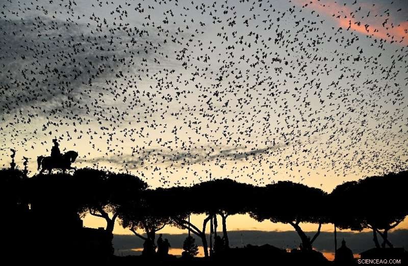 Rome s Starling Migration: A Fascinating Winter Spectacle
