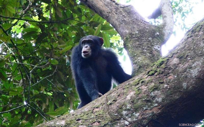 Chimpanzee Culture: Exploring Variation in Behavior and Tool Use