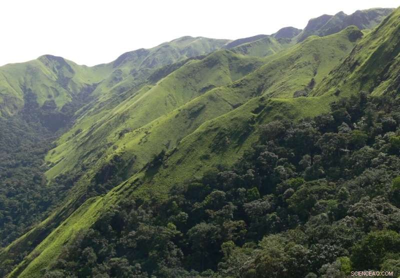 Chimpanzee Culture: Exploring Variation in Behavior and Tool Use