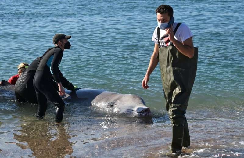 Whale Rescued Near Athens Returns to Open Sea After Treatment