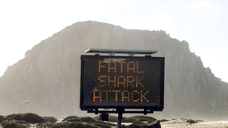 Shark Attack Trends: Recent Increase After Years of Decline - [Date]