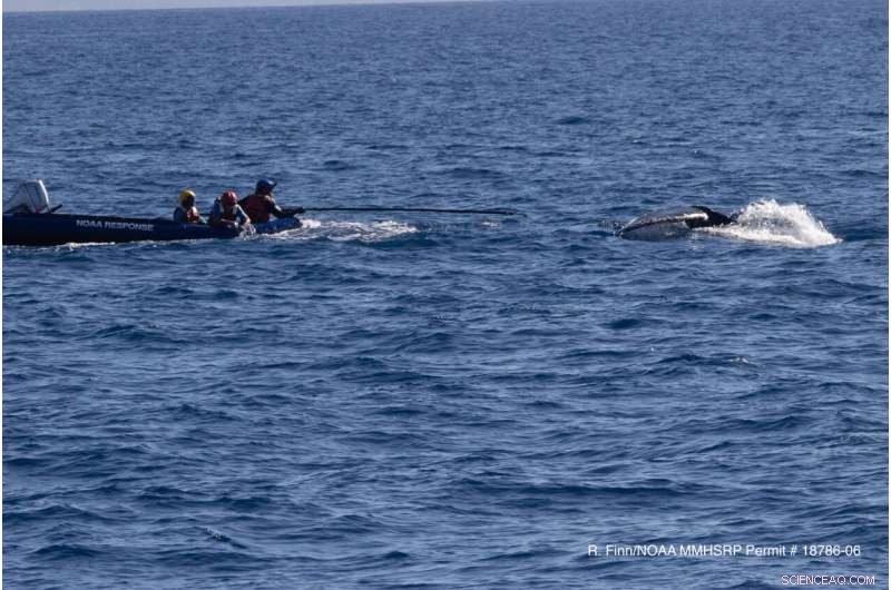 Maui Whale Rescue: Young Humpback Freed from Entanglement