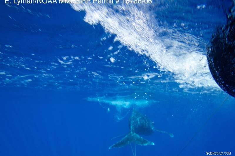Maui Whale Rescue: Young Humpback Freed from Entanglement