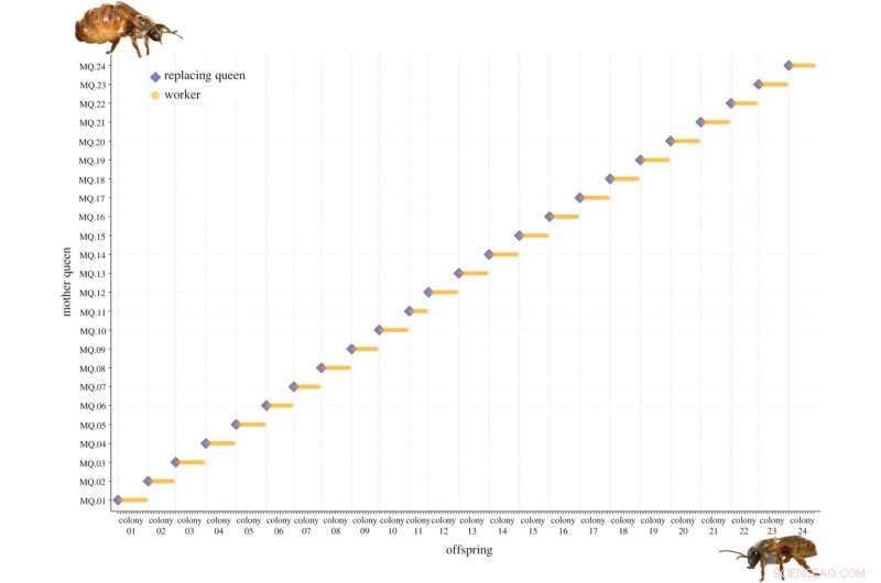 Queen Replacement in Melipona beecheii: No Preference for New Queens