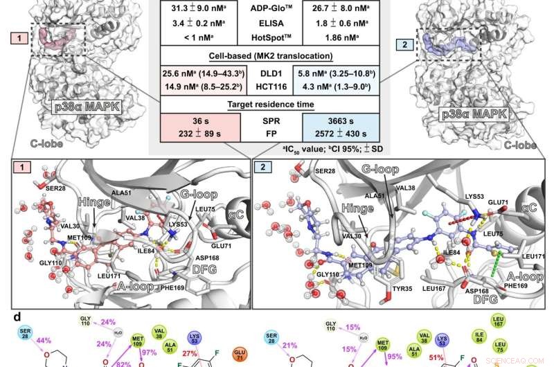 Atom-Level Insights into Drug-Target Binding Dynamics: p38α MAPK Interactions