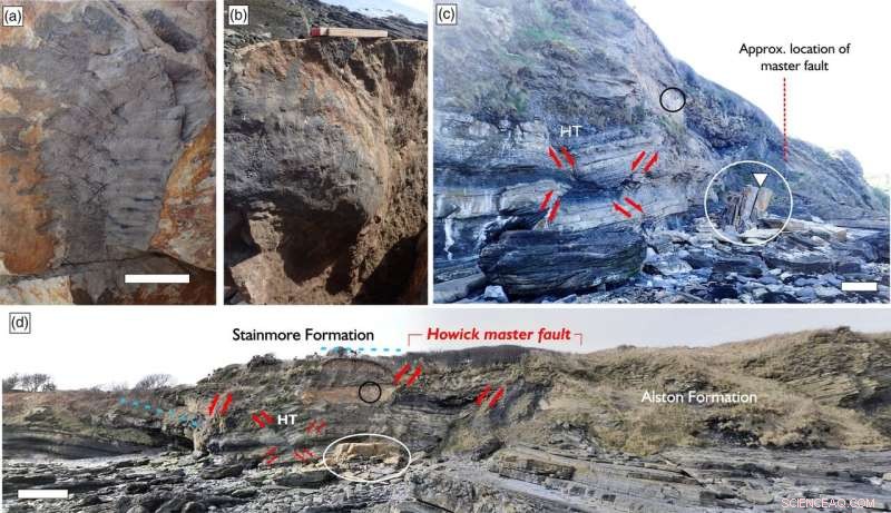 Rare Giant Millipede Fossil Discovery: Significance & Context