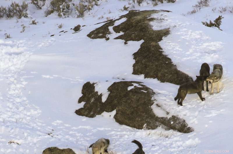 Montana Halts Wolf Hunting After Yellowstone Killings