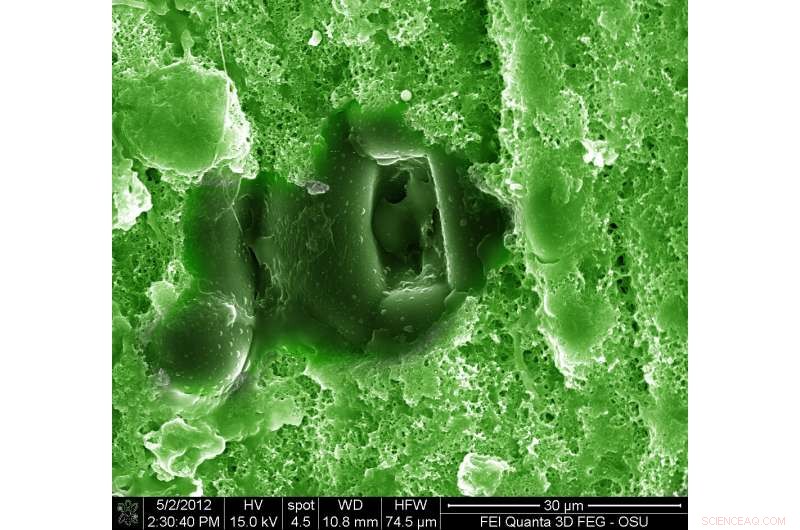 Climate Change Impacts on Plants: Understanding the Effects