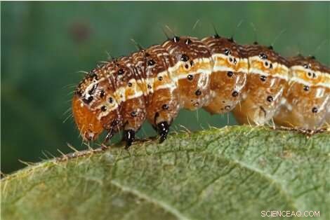 Climate Change Impacts on Plants: Understanding the Effects