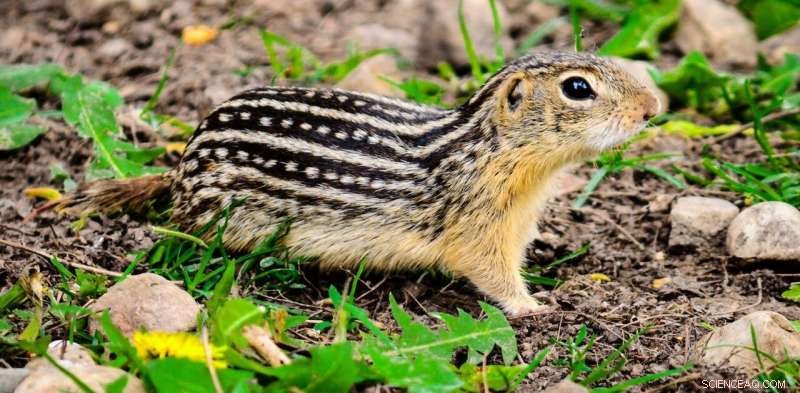 Gut Microbiome s Role in Ground Squirrel Hibernation and Spring Recovery