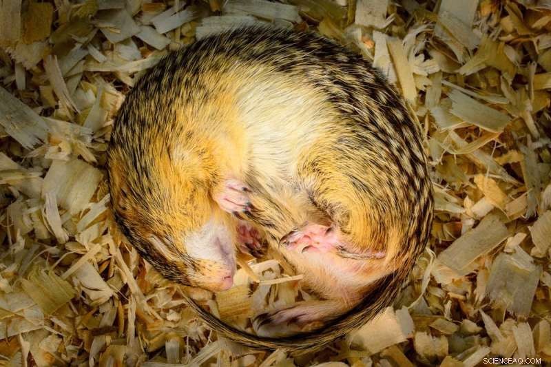 Gut Microbiome s Role in Ground Squirrel Hibernation and Spring Recovery