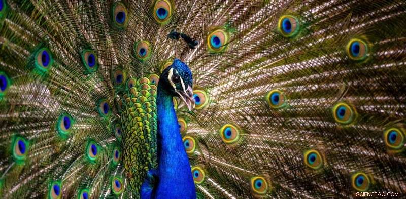 Victorian Sexism & Darwin s Evolution: New Research Reveals Surprising Influences