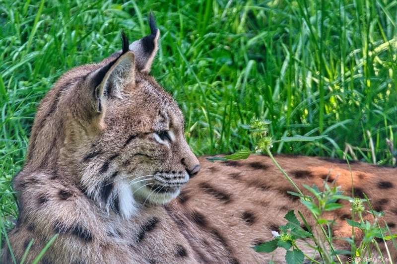 Human Impact on Lynx Habitat: A Critical Factor for Conservation