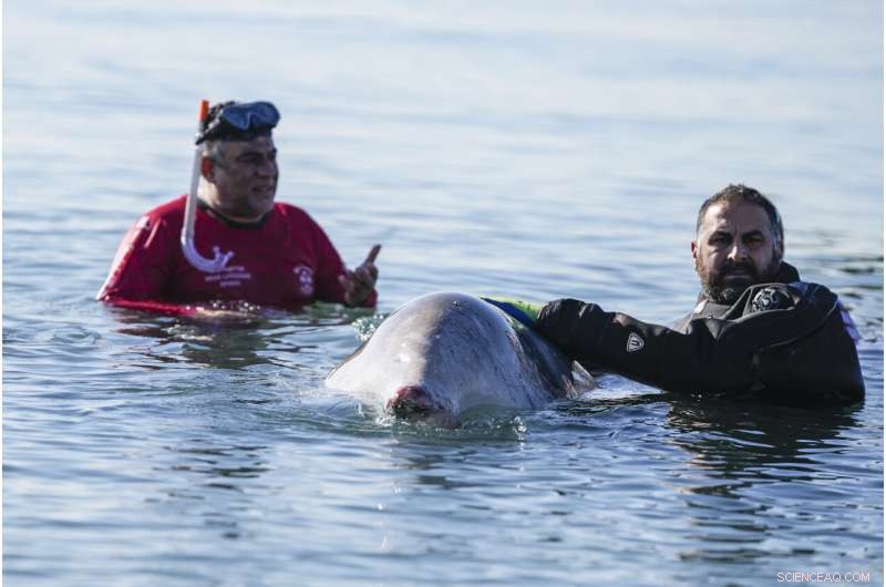 Greece: Rescue Efforts Underway for Stranded Cuvier s Beaked Whale Calf
