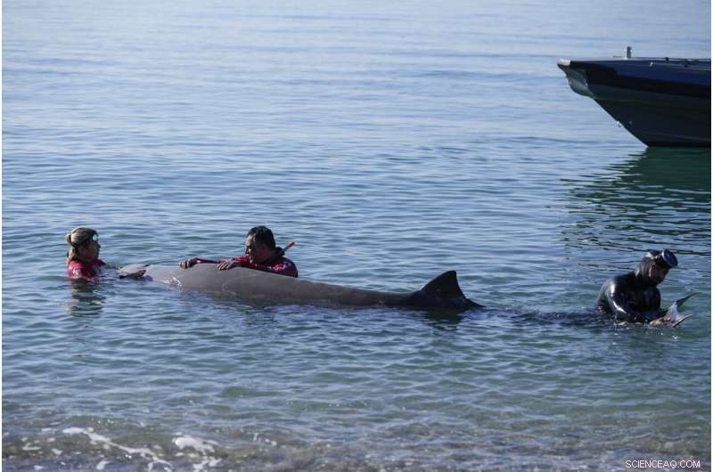 Greece: Rescue Efforts Underway for Stranded Cuvier s Beaked Whale Calf