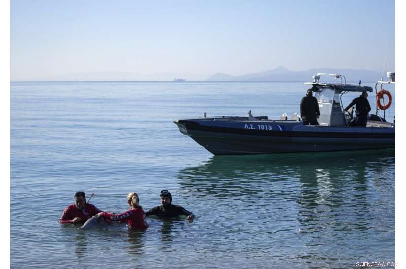 Greece: Rescue Efforts Underway for Stranded Cuvier s Beaked Whale Calf