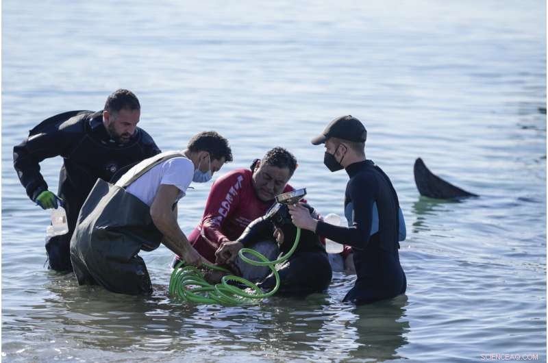 Greece: Rescue Efforts Underway for Stranded Cuvier s Beaked Whale Calf