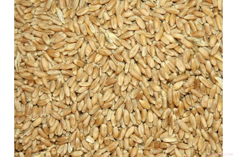 Certified Seed vs. Brown-Bagging: Benefits & Legalities for Texas Producers