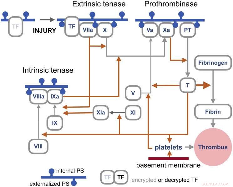 SARS-CoV-2 Fusion Proteins: Spike, Syncytin-1 & Cellular Interactions