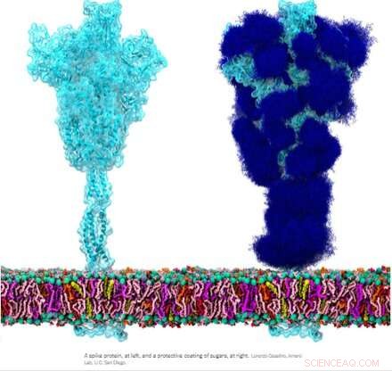 SARS-CoV-2 Fusion Proteins: Spike, Syncytin-1 & Cellular Interactions