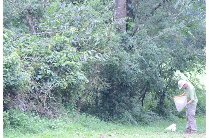 Rare Leafhopper Species Discovered After 50+ Years