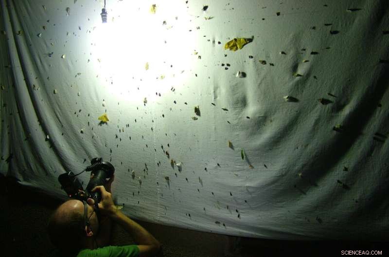 Rare Leafhopper Species Discovered After 50+ Years