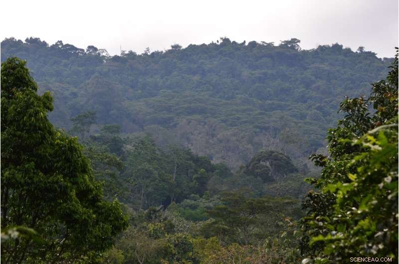 Rare Leafhopper Species Discovered After 50+ Years