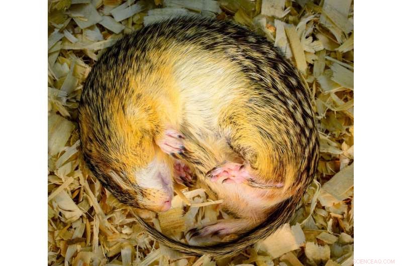 Hibernation Secrets: How Squirrels Inspire Space Exploration