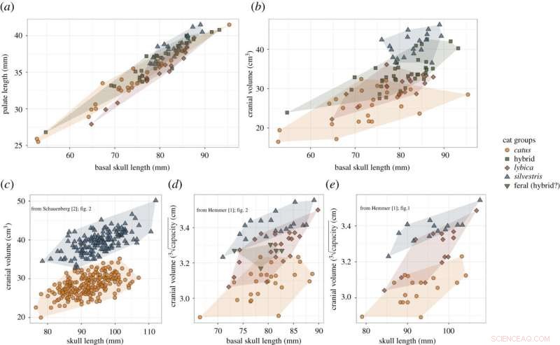 Study Reveals Decreased Brain Size in Domestic Cats Compared to Wild Ancestors