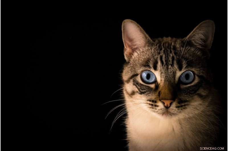 Study Reveals Decreased Brain Size in Domestic Cats Compared to Wild Ancestors
