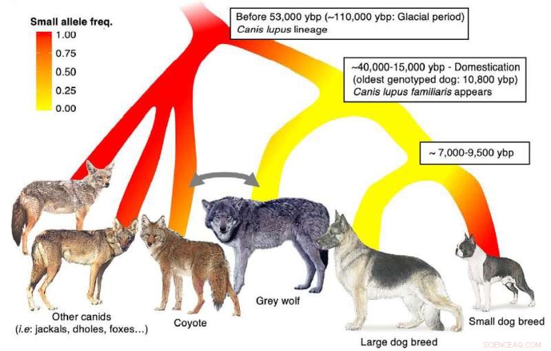 Ancient Genetic Mutation Linked to Small Dog Size Found in Wolves