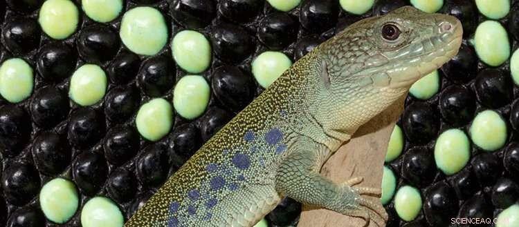 Mathematical Model Explains Lizard Camouflage Patterns