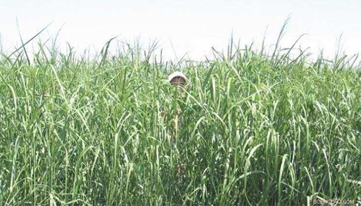 New Microscope Reveals Microbe Life in Soil & Plants at Micrometer Scale