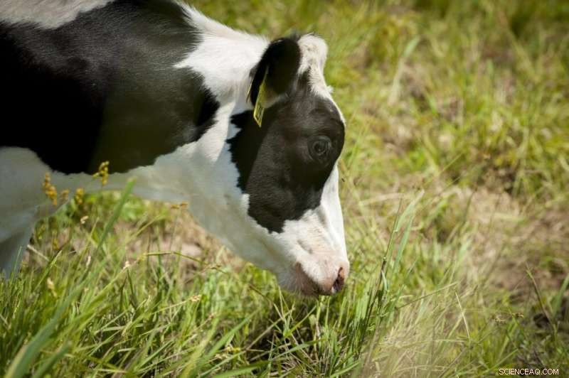 iPS Cells: A Breakthrough for Sustainable Cultivated Meat Production