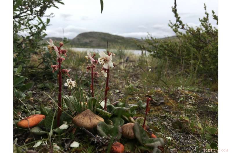 How Caribou & Muskoxen Protect Rare Arctic Plants from Climate Change