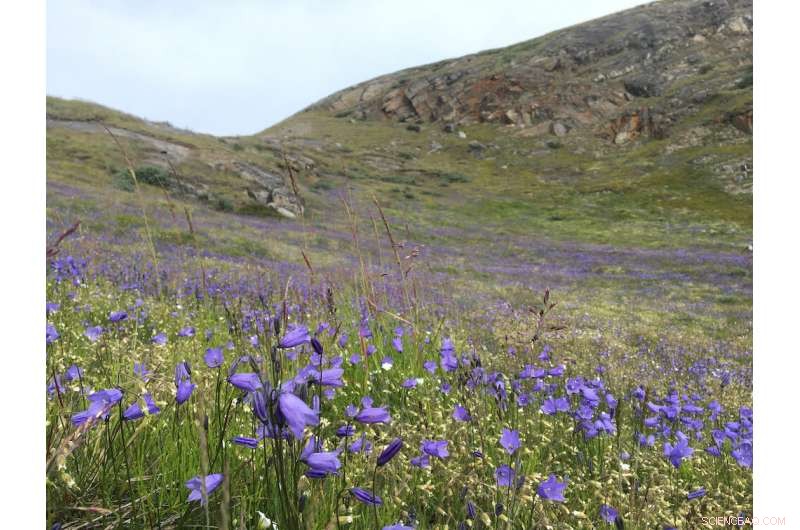 How Caribou & Muskoxen Protect Rare Arctic Plants from Climate Change