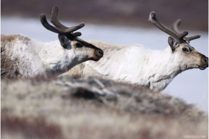 How Caribou & Muskoxen Protect Rare Arctic Plants from Climate Change